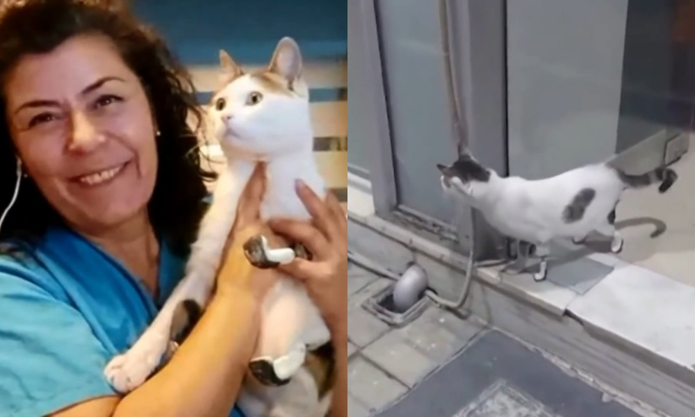 索菲亞表示柏修斯裝上義肢後,立刻能正常走動,現在也十分猶豫要不要讓牠被領養。(翻攝自Inside Edition YouTube)