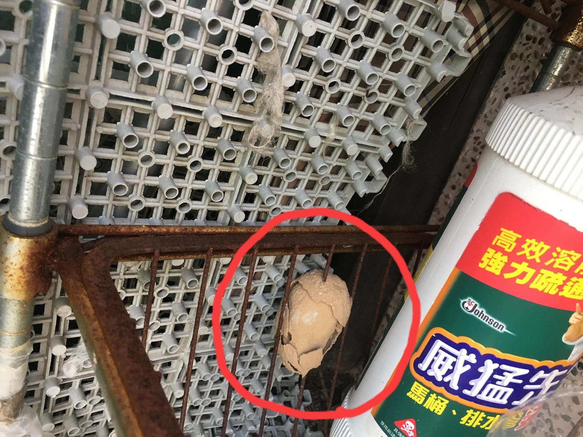 網友在自家陽台驚見激似茶葉蛋的蜂窩。(翻攝自臉書社團「爆廢公社」)