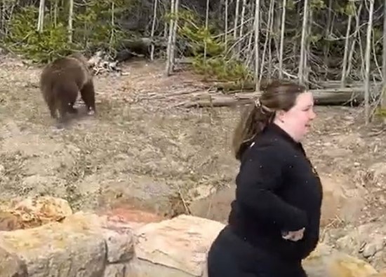 女遊客無視園方規定，近距離拍攝母熊和2隻小熊，被園方控告騷擾野生動物。（翻攝自Yellowstone National Park IG）