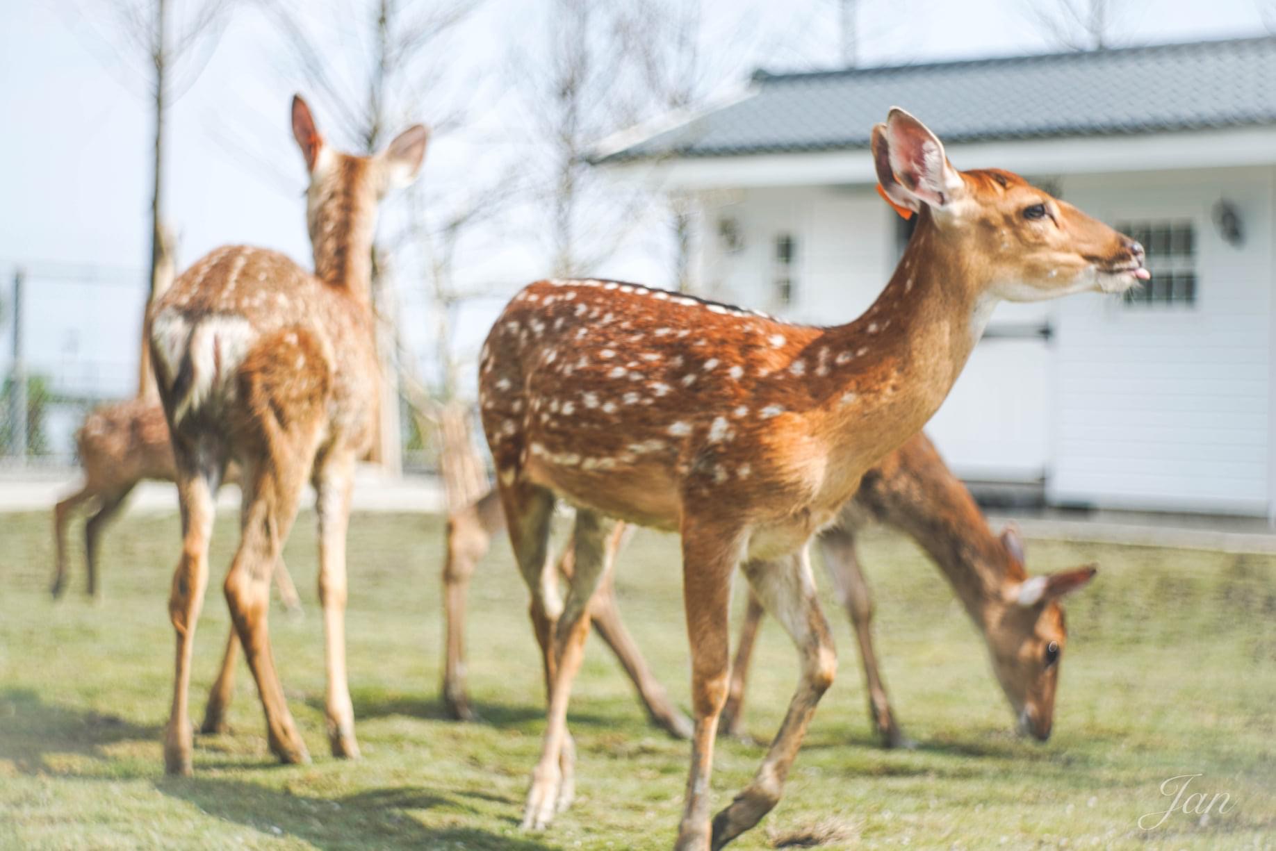 「星寶／鄉間小路」提供近距離動物互動，目前園內飼養小梅花鹿5隻。（星寶蔥體驗農場提供）
