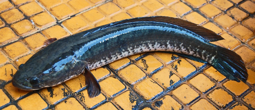 生命力強大的泰國鱧魚,長年重創台灣本土生態。(翻攝維基百科)