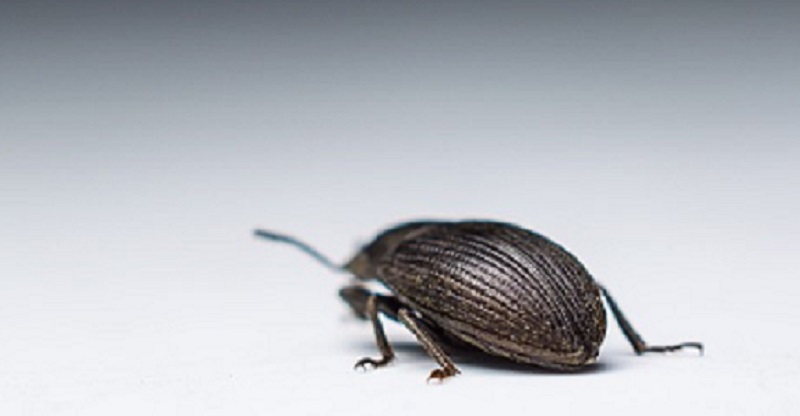 印度中央邦日前發生一起不明毒蟲叮咬人，導致1家3口在睡夢中死亡的事件。（示意圖，與本文無關，Pixabay）