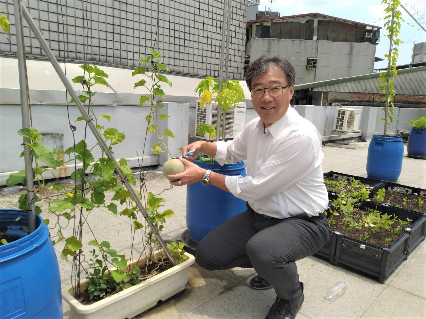 逢興曾在公司頂樓闢開心農場，綠手指的廖天倫成功種出哈密瓜，興奮採收。（逢興生技提供）