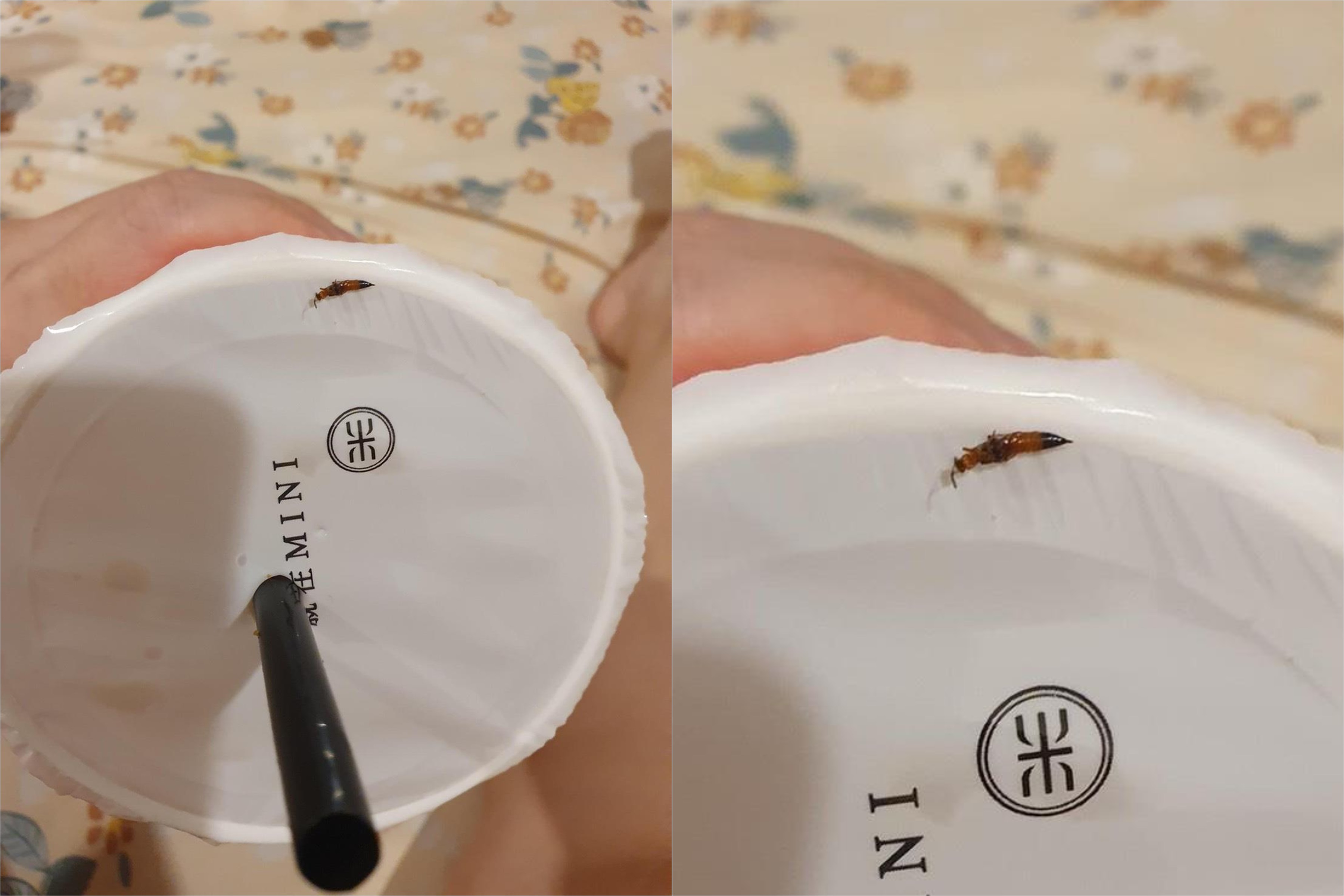 消費者喝手搖飲料時發現有異物，吐出來竟是一隻完整的隱翅蟲，引起關注。（圖／翻攝自爆廢公社）