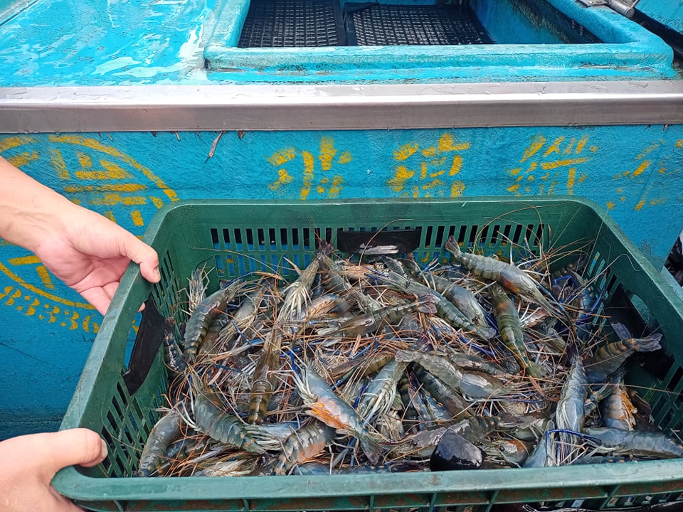 台灣蝦產業嘉年華於週末登場，活動特別開闢台灣養殖蝦專區讓民眾參觀選購。（本刊資料照）