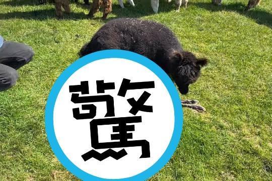 草泥馬寶寶剛出生時彷彿「乾屍鹿」。（翻攝自FB viralhog）