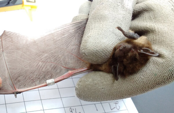 飛越千里的小蝙蝠遭到野貓攻擊不幸逝世。（翻攝Bat Conservation Trust推特）