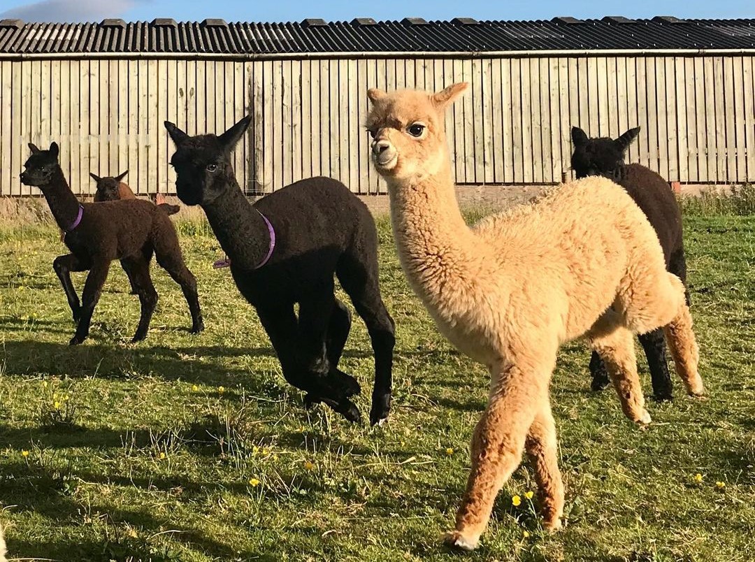 英國農場主人海倫發起連署，拯救自己的寶貝「草尼馬」。（翻攝Helen Macdonald IG）