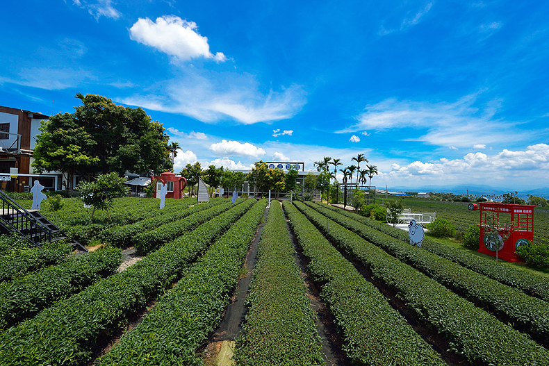 園區結合茶故事、茶道文化還能漫步山中茶園。（茶二指故事館提供）