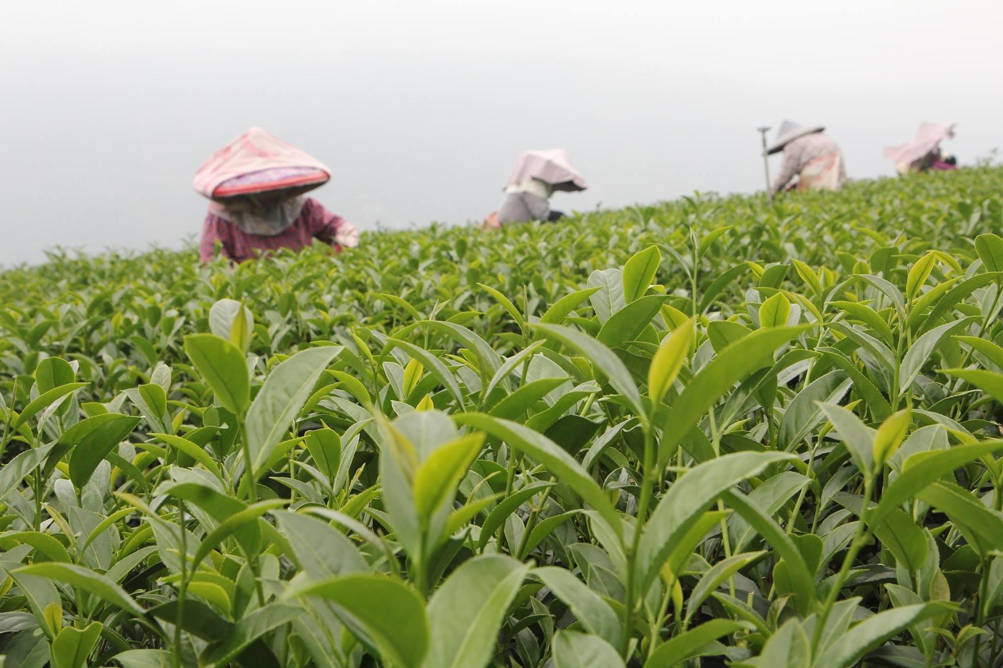 茶二指故事館為百年老品牌「長順茗茶」所經營的茶葉文化展示館。（茶二指故事館提供）