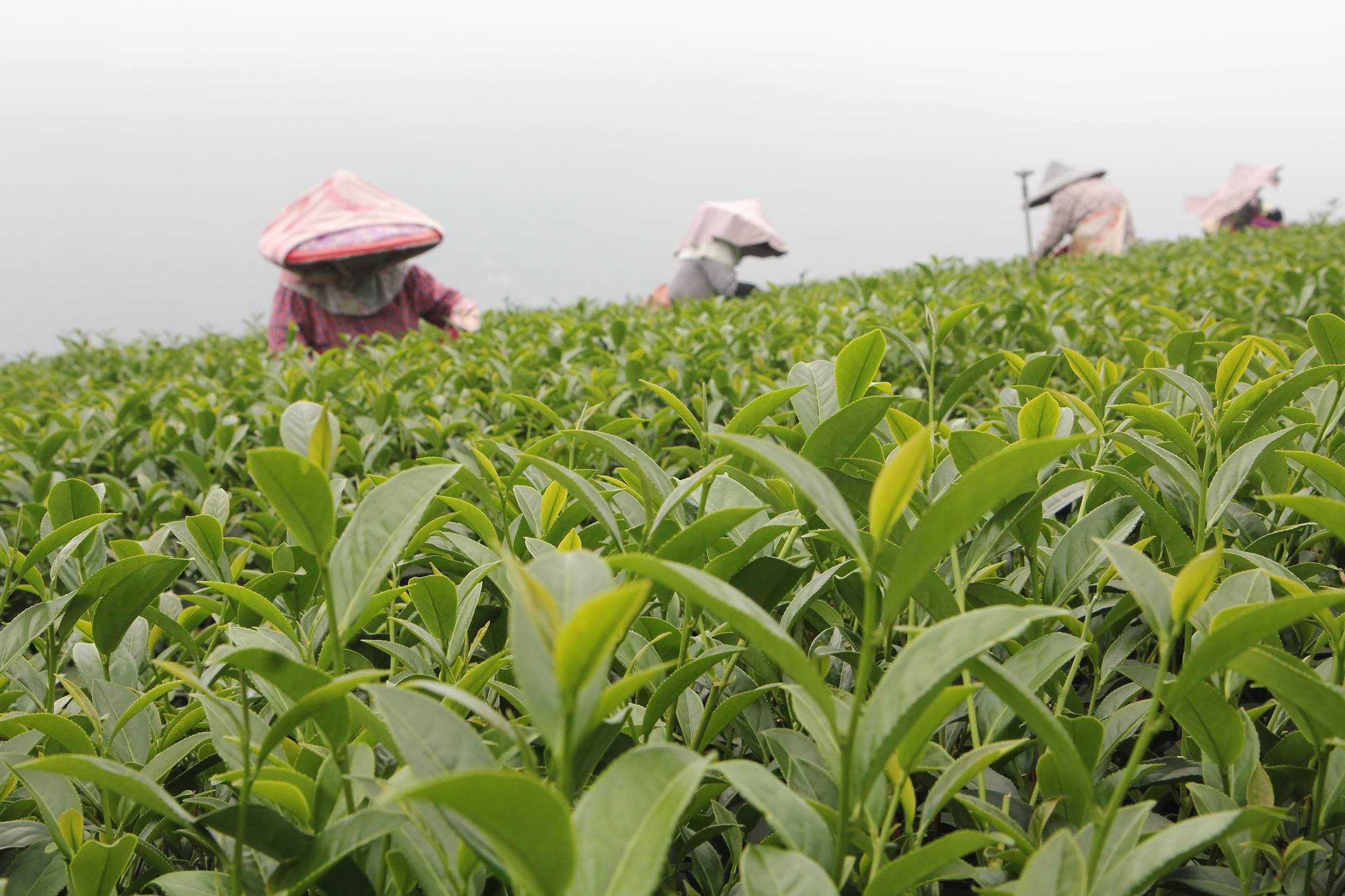 茶二指故事館為百年老品牌「長順茗茶」所經營的茶葉文化展示館。（茶二指故事館提供）