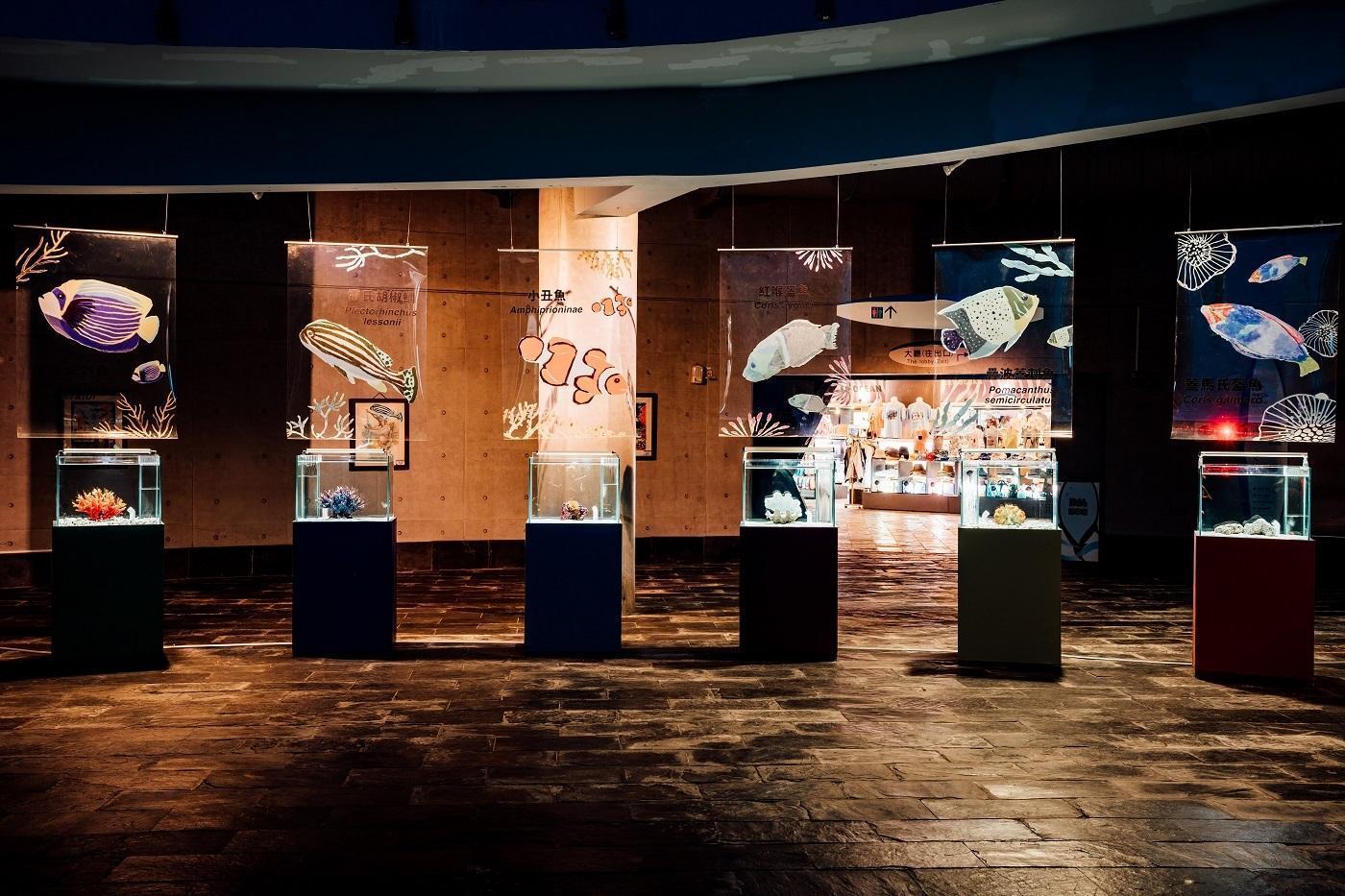 「璀璨新生」展區共展示紅喉盔魚、條紋蓋刺魚、超迷你小丑魚…等6種幼魚。 (屏東國立海洋生物博物館提供)
