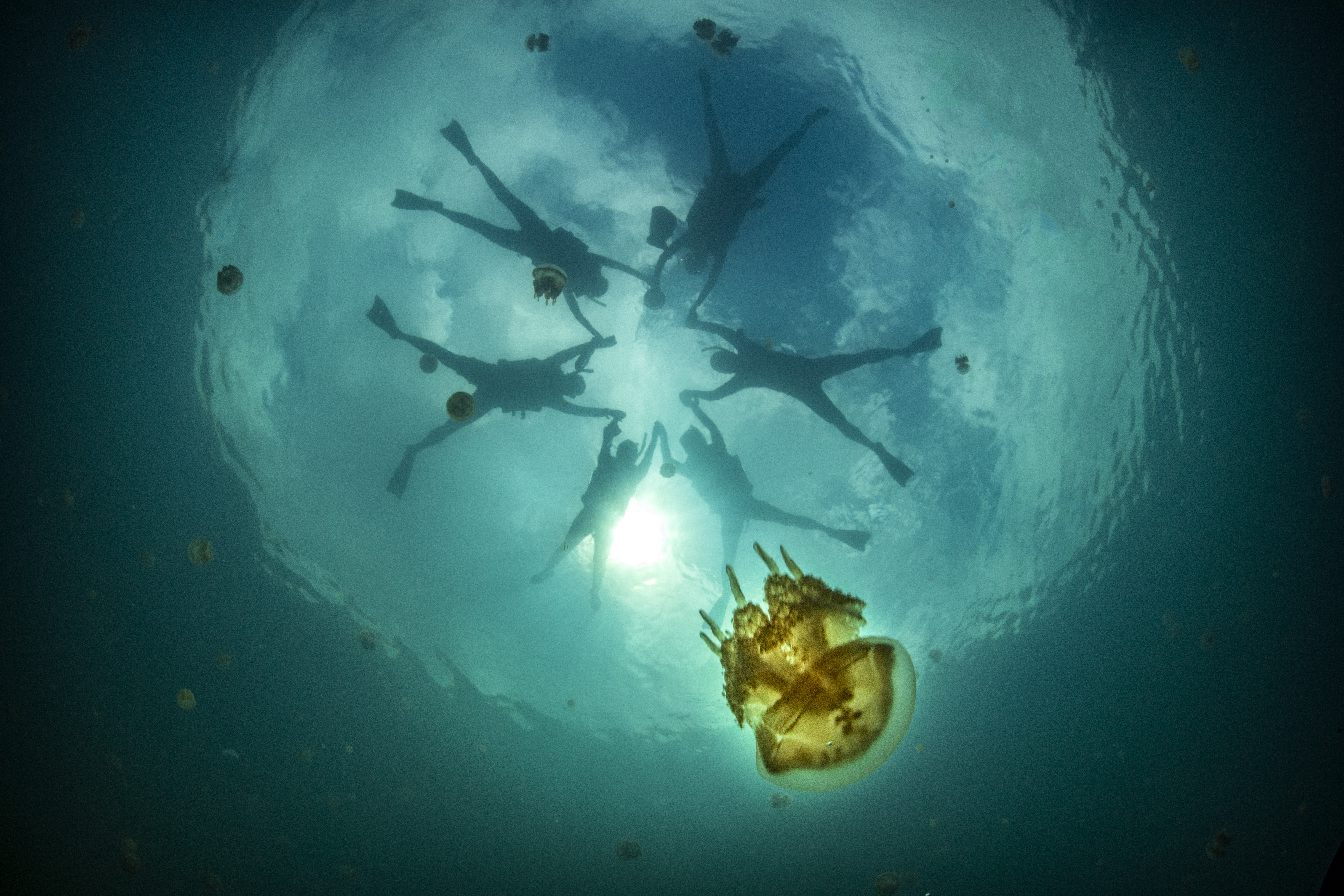 指揮中心於今（11日）記者會上宣布，帛琉泡泡確定8月14日重啟。（Peggy’s Wonder Journey提供）