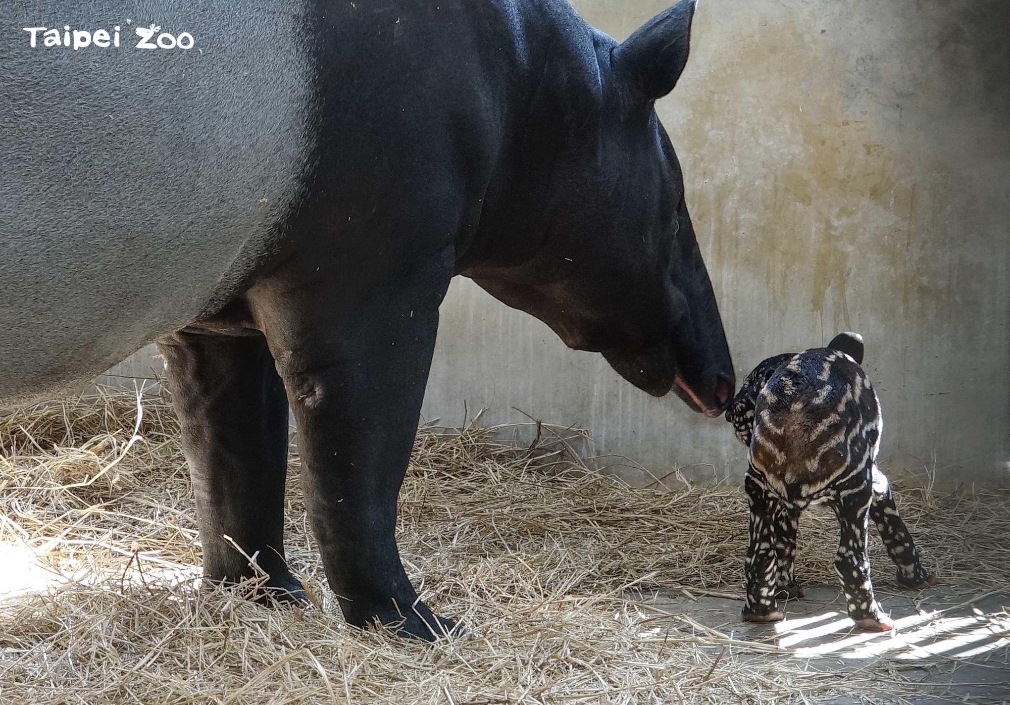 新手媽「貘莉」舐犢情深。（台北市立動物園提供）