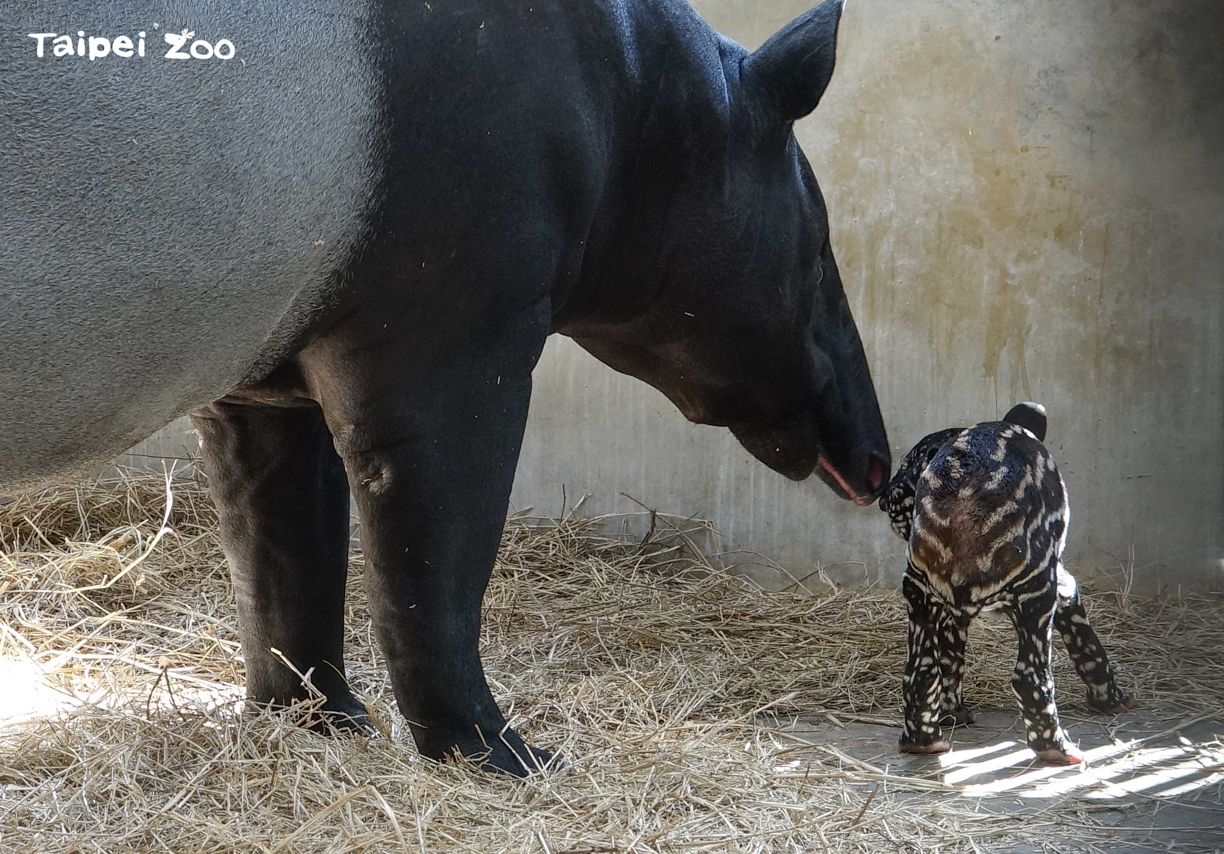 新手媽「貘莉」舐犢情深。（台北市立動物園提供）