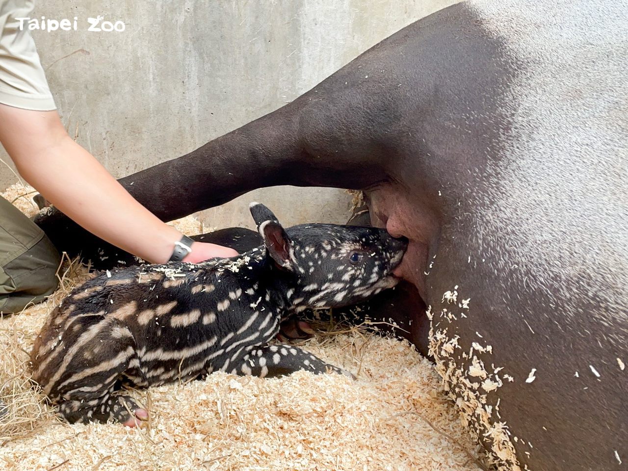 在保育員和獸醫協助下，小寶寶終於喝到母乳。（台北市立動物園提供）