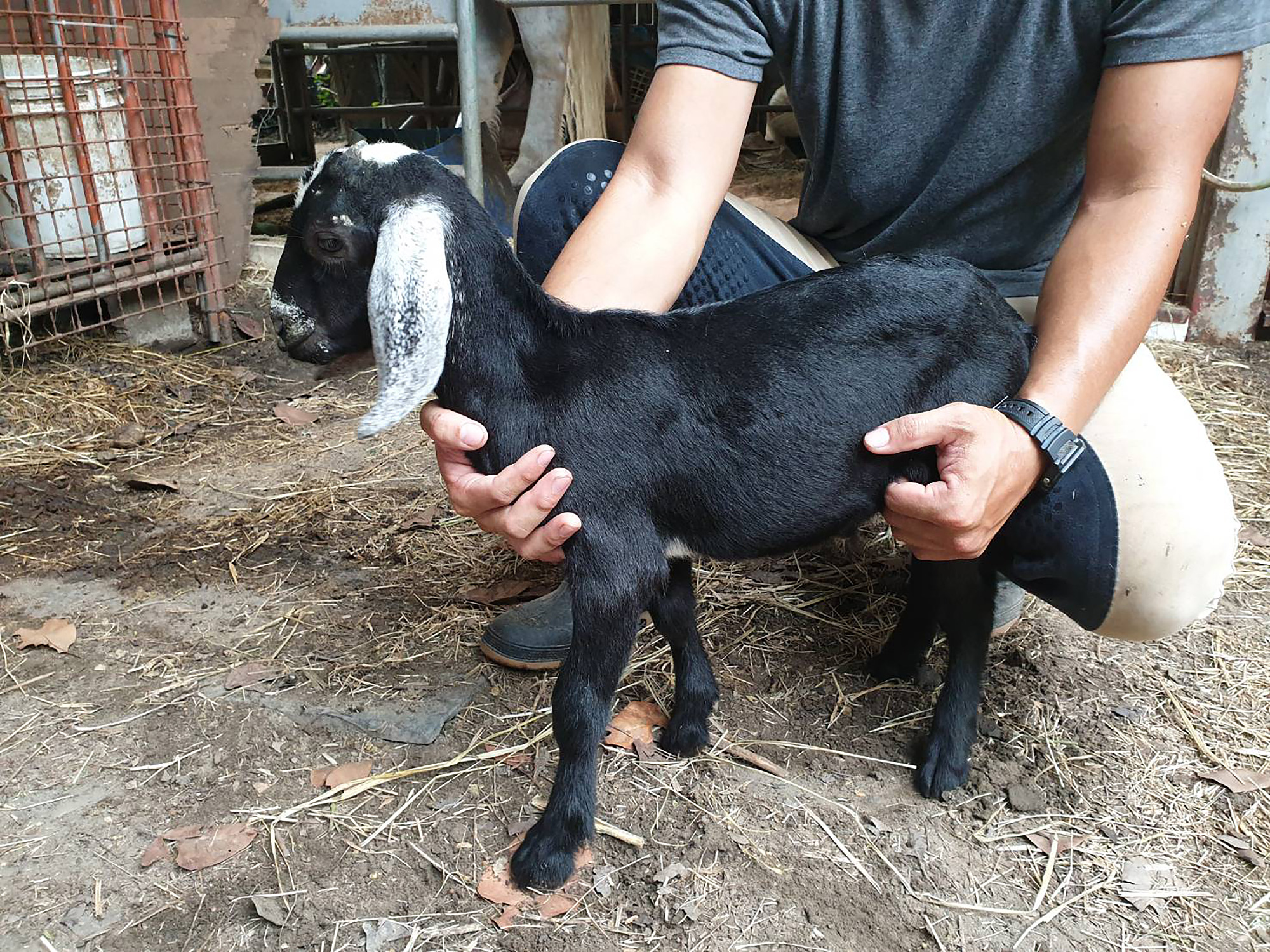 在「可愛動物區」可近距離接觸可愛動物。（鹿野溫泉休閒農園提供）