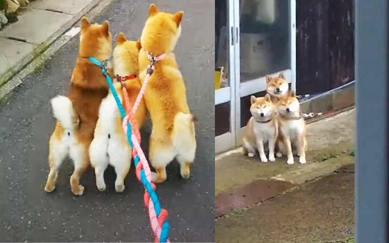 日本飼主同時帶三隻柴犬散步,狗狗竟然自動開發出編織技術,自評為產業革命,引發推特網友狂推。(翻攝推特@GMJpaCSCbuIDYDw)