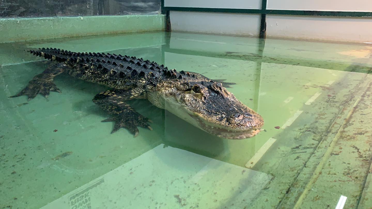 肇事的雄鱷魚身長約2.4米。(翻攝Scales and Tails Utah動物園臉書)