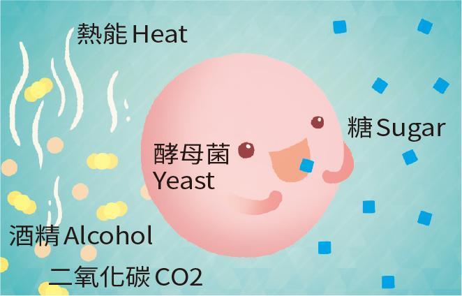 酵母菌會吃糖來成長繁殖,然後產生酒精(乙醇)、二氧化碳以及熱量。化學式:C6H12O6醣類(葡萄糖、果糖或蔗糖)→ 2C2H5OH乙醇+2CO2二氧化碳+2ATP能量。