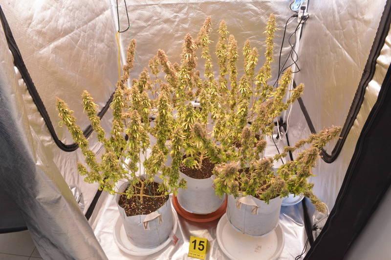 這種特殊的「酸柴油」大麻，是國內罕見品種。（警方提供）