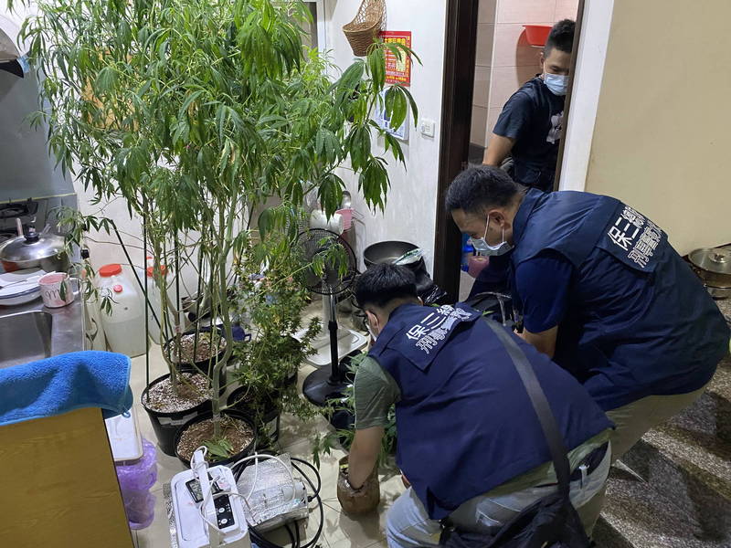 保三總隊接連破獲四處大麻種植場，查扣大批大麻活株、栽培器材與種籽、成品。（警方提供）