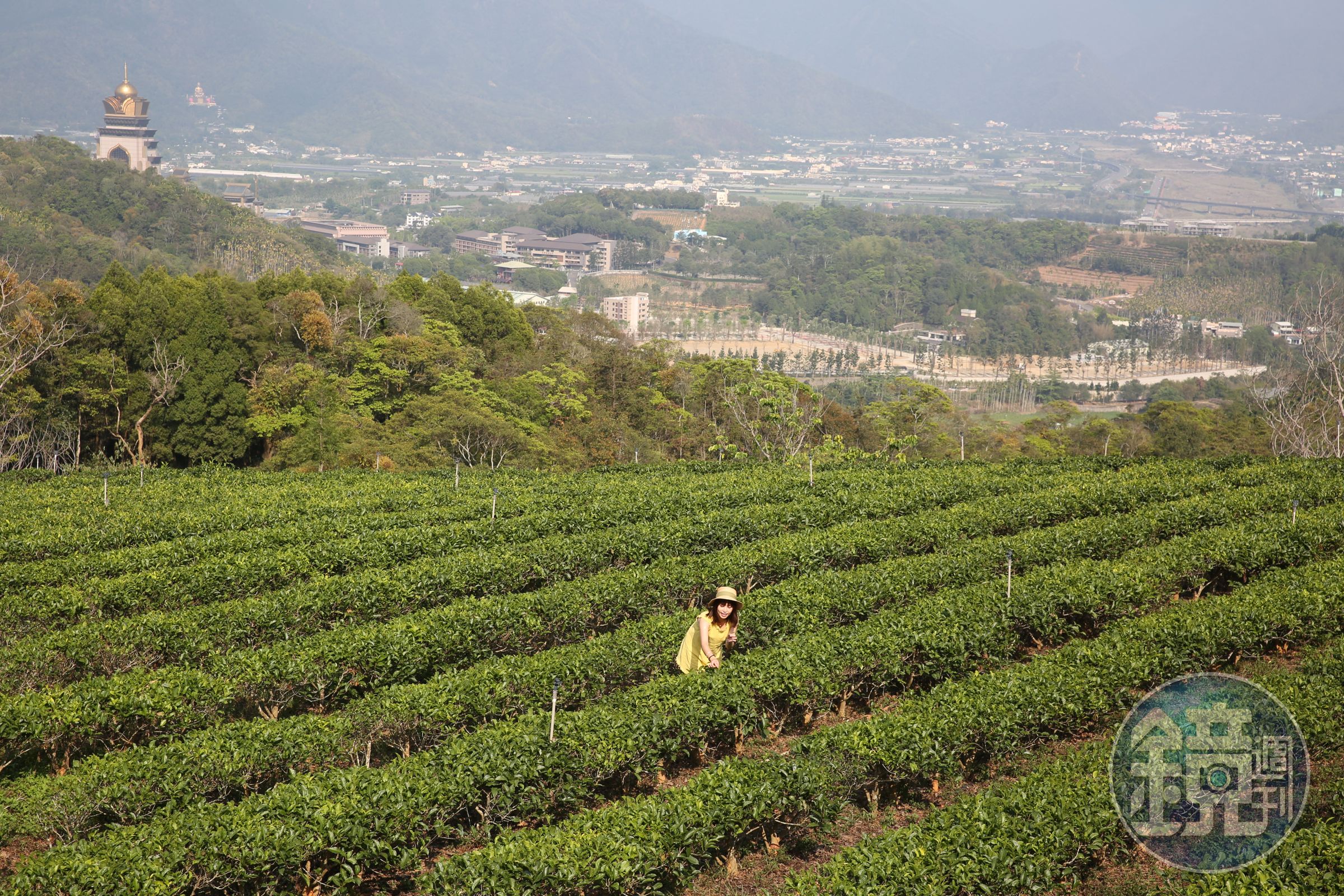 昱香園有機茶園視野遼闊，能遠眺埔里小鎮。