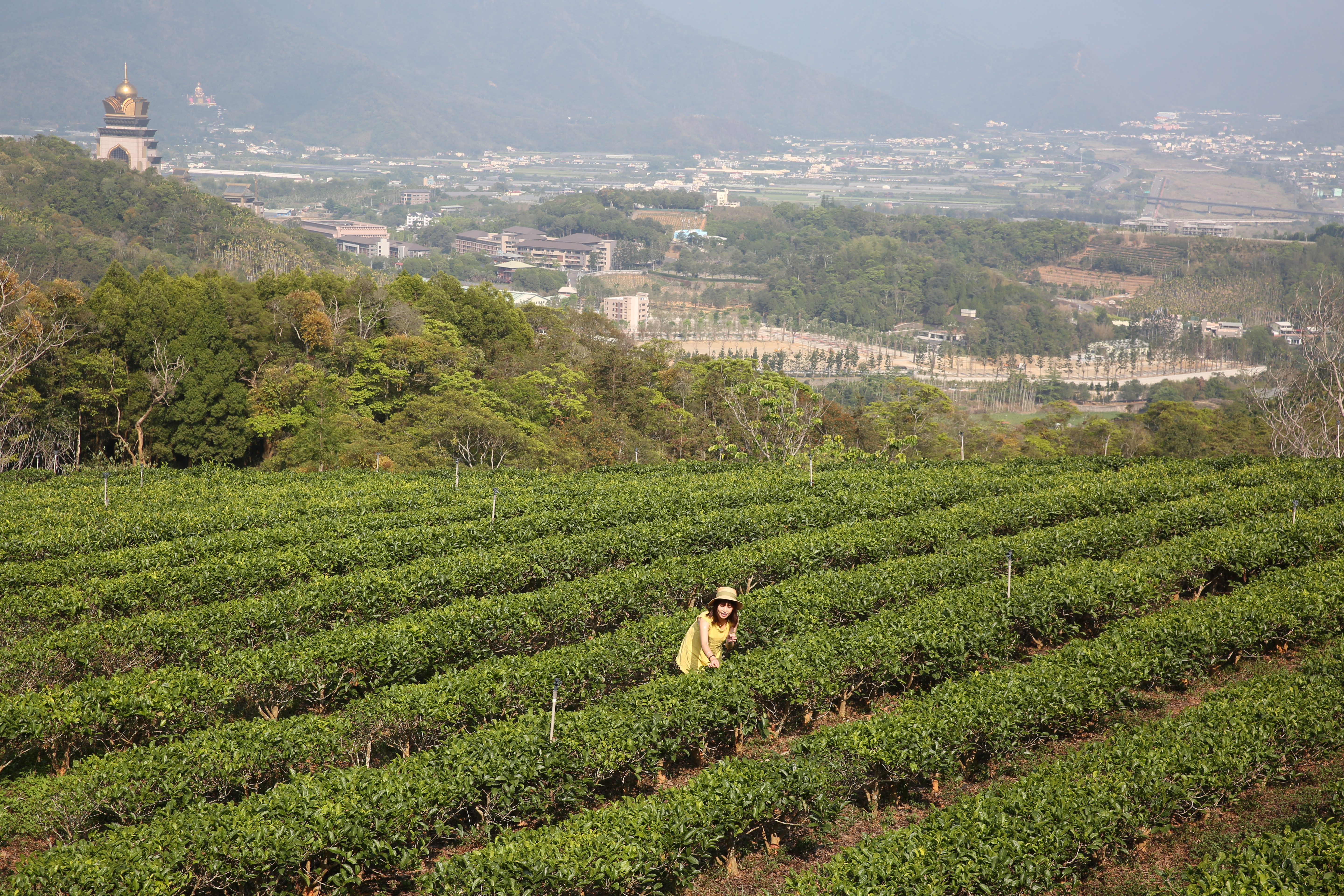 昱香園有機茶園視野遼闊，能遠眺埔里小鎮。