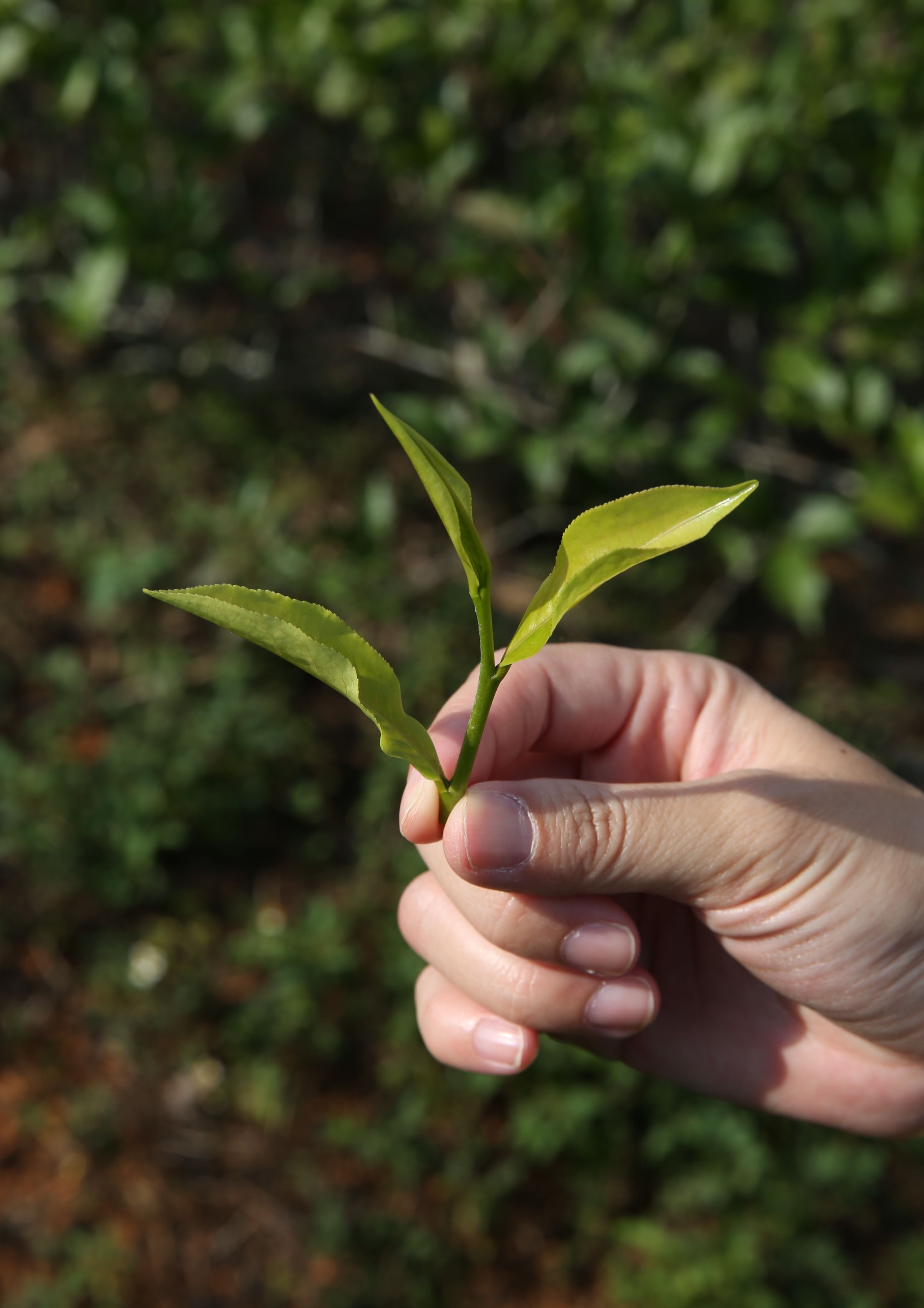擁有「一心二葉」的茶葉是最佳的摘採狀態。