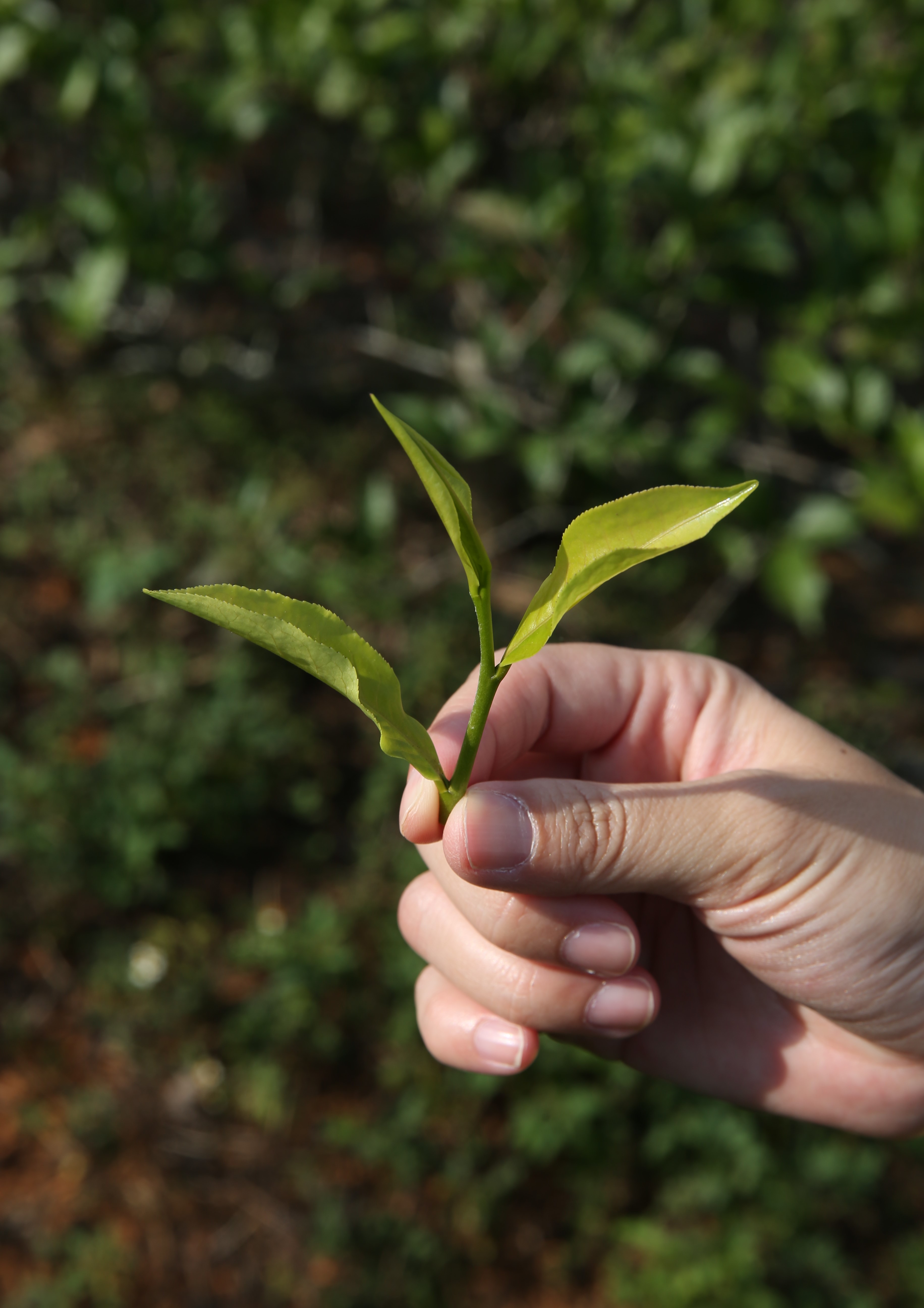 擁有「一心二葉」的茶葉是最佳的摘採狀態。