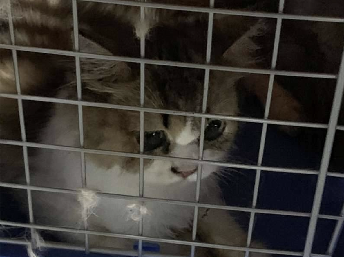 走私貓咪恐被安樂死，動保團體不忍急營救。（海巡署提供）