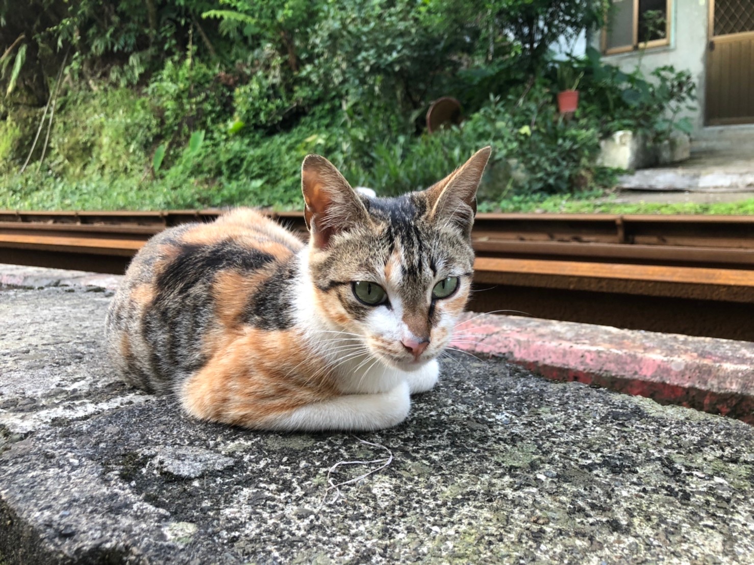 日前154隻走私入境台灣的貓隻因防疫考量被農委會安樂死，對此律師呂秋遠也表示「應該譴責的是走私犯」。（示意圖）