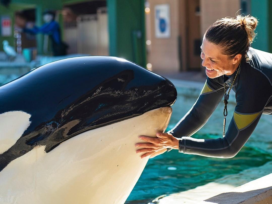 美國聖地牙哥海洋公園的明星殺人鯨,上週驚傳猝逝。(翻攝SeaWorld San Diego臉書)