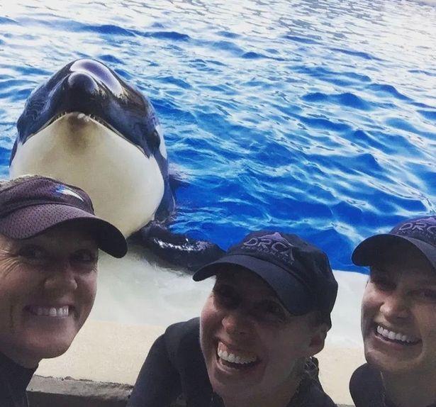 猝逝的殺人鯨「艾瑪亞」今年6歲,深得工作人員喜愛。(翻攝SeaWorld San Diego臉書)