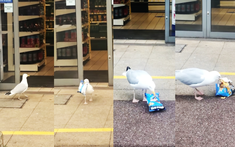 英國有人拍攝目擊海鷗在超市偷零食的影片，引起網友廣大的討論。（翻攝自ViralHog粉專）