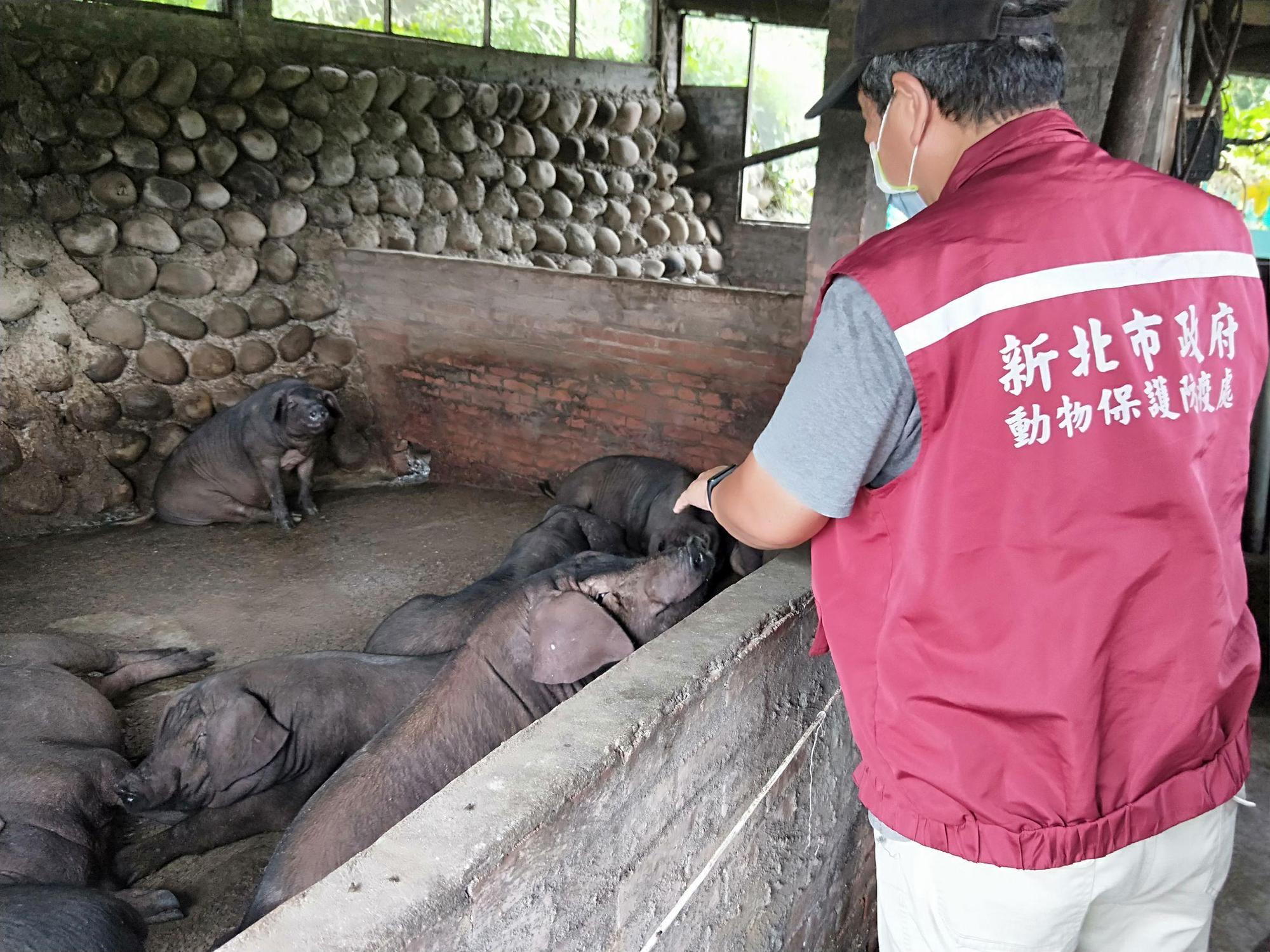 新北市動保處等相關單位近日赴養豬場稽查，宣導餵食豬隻務必遵守規範。（新北動保處提供）