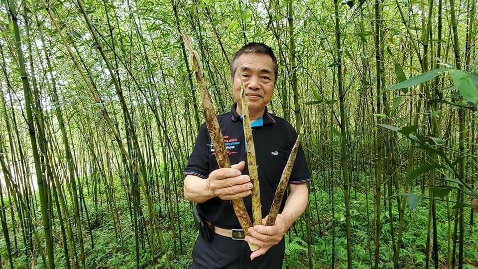 「文良休閒農場」主要種植桂竹與綠竹,每年竹筍的成熟期,遊客都可前往親自參與採收活動。