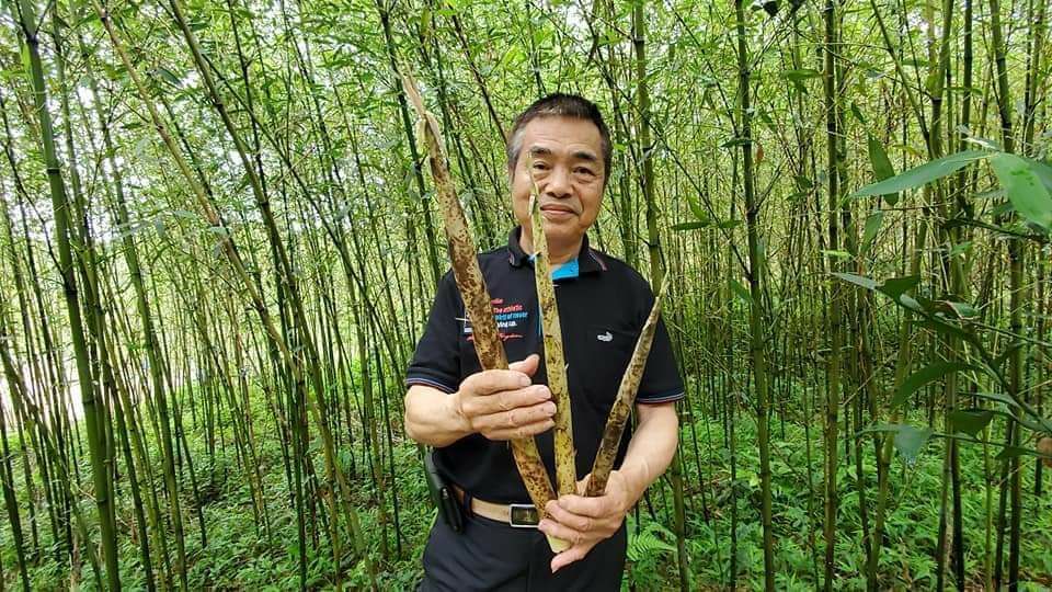 「文良休閒農場」主要種植桂竹與綠竹，每年竹筍的成熟期，遊客都可前往親自參與採收活動。