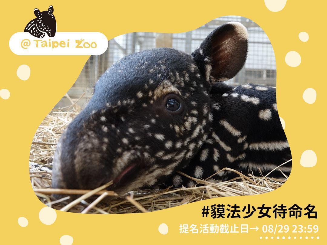 台北市立動物園近日贏來馬來貘新生兒,邀請民眾集思廣益替其命名。(翻攝自Taipei Zoo 臺北市立動物園臉書)