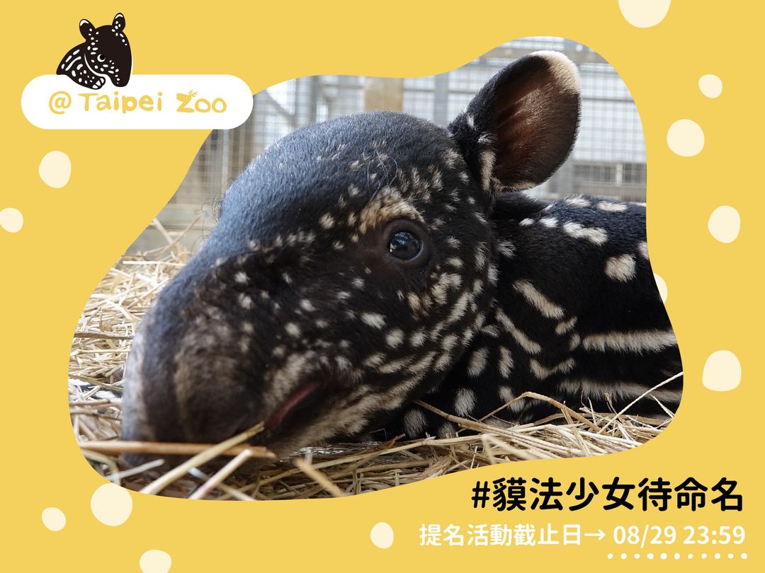 台北市立動物園近日贏來馬來貘新生兒，邀請民眾集思廣益替其命名。（翻攝自Taipei Zoo 臺北市立動物園臉書）