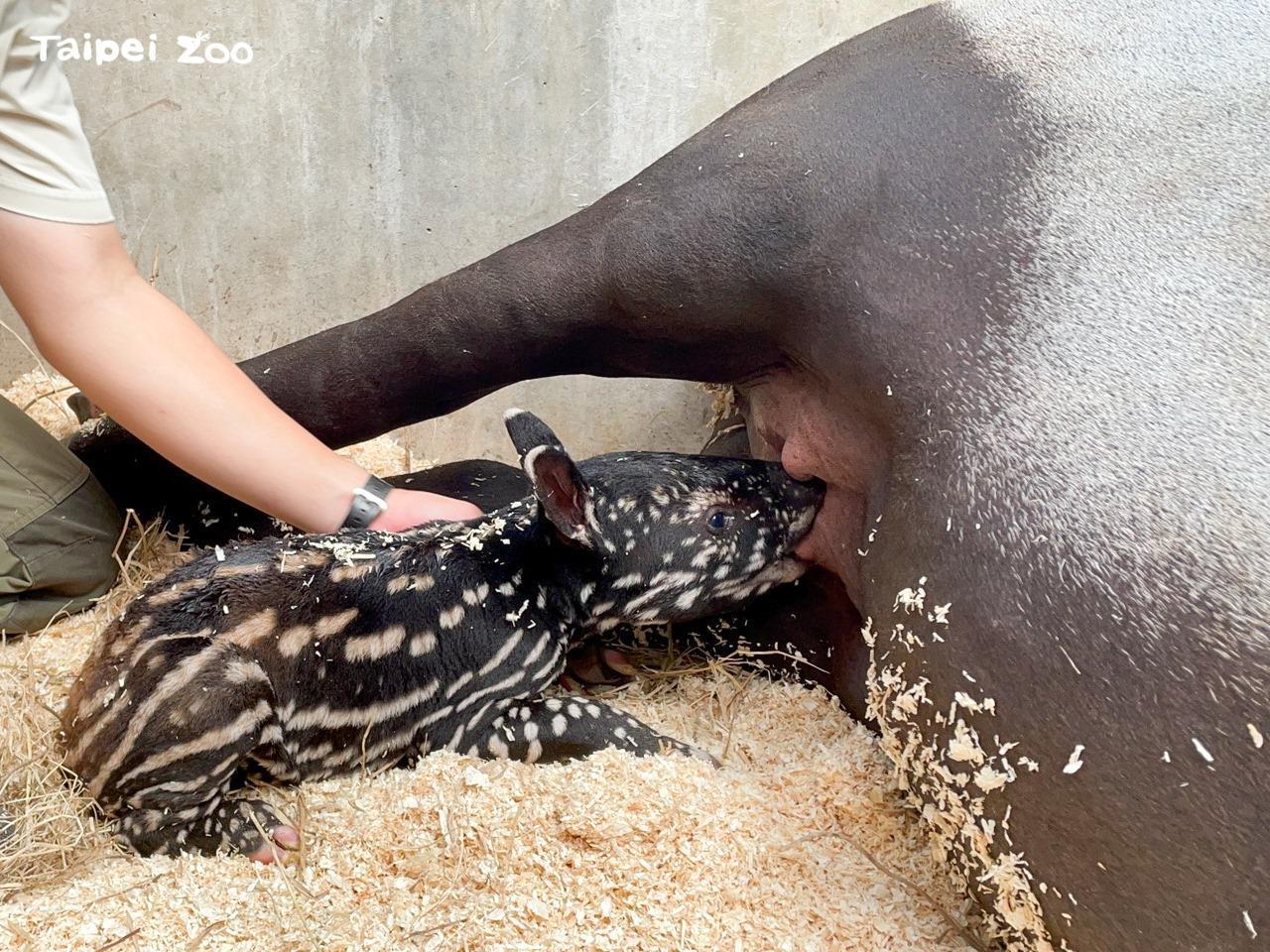 新生兒馬來貘是「貘克」和「貘莉」的女兒。(翻攝自Taipei Zoo 臺北市立動物園臉書)