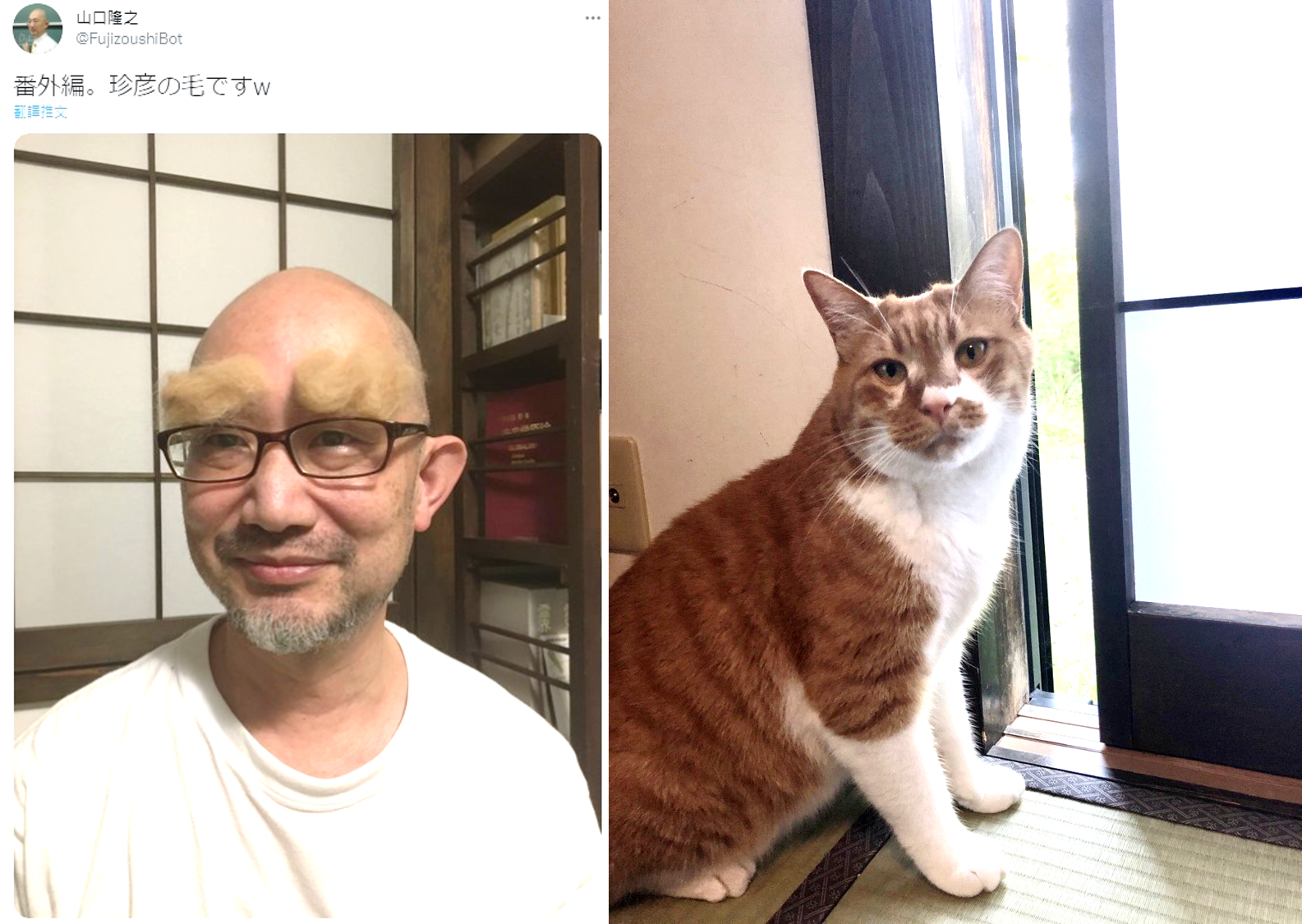 貓毛假髮引起廣大迴響,隔兩天山口隆之上傳番外篇,是用另一隻橘貓珍彦的毛做成假眉毛。(翻攝推特@FujizoushiBot)