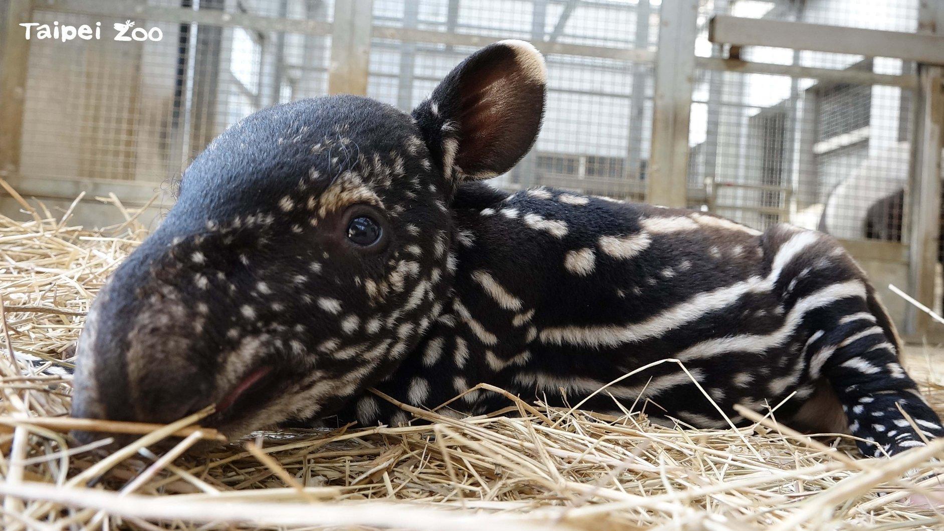 替台北市立動物園的新生馬來貘命名的活動近日在臉書上掀起一股熱潮,連各界名人都一同共襄盛舉出點子。(翻攝自Taipei Zoo 臺北市立動物園臉書)
