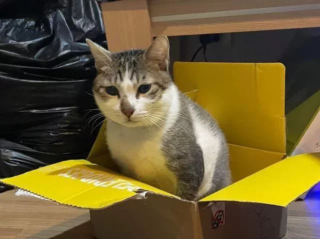 受虐貓咪「茶茶」在搶救11天後，仍不幸離世。（翻攝臉書）