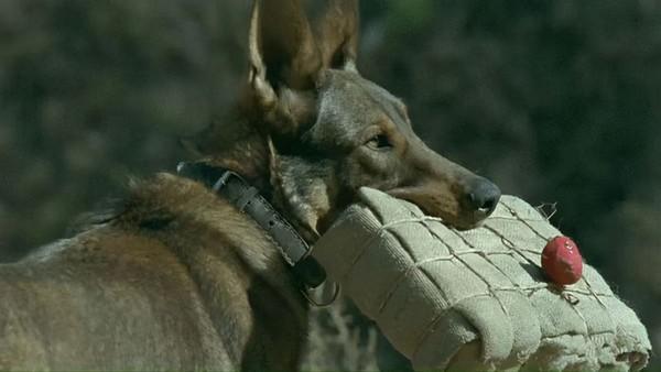 《犬王》中的退役軍犬遭導演姚守崗真炸死，不知情的前軍犬飼養員當場崩潰。（翻攝自bilibili）