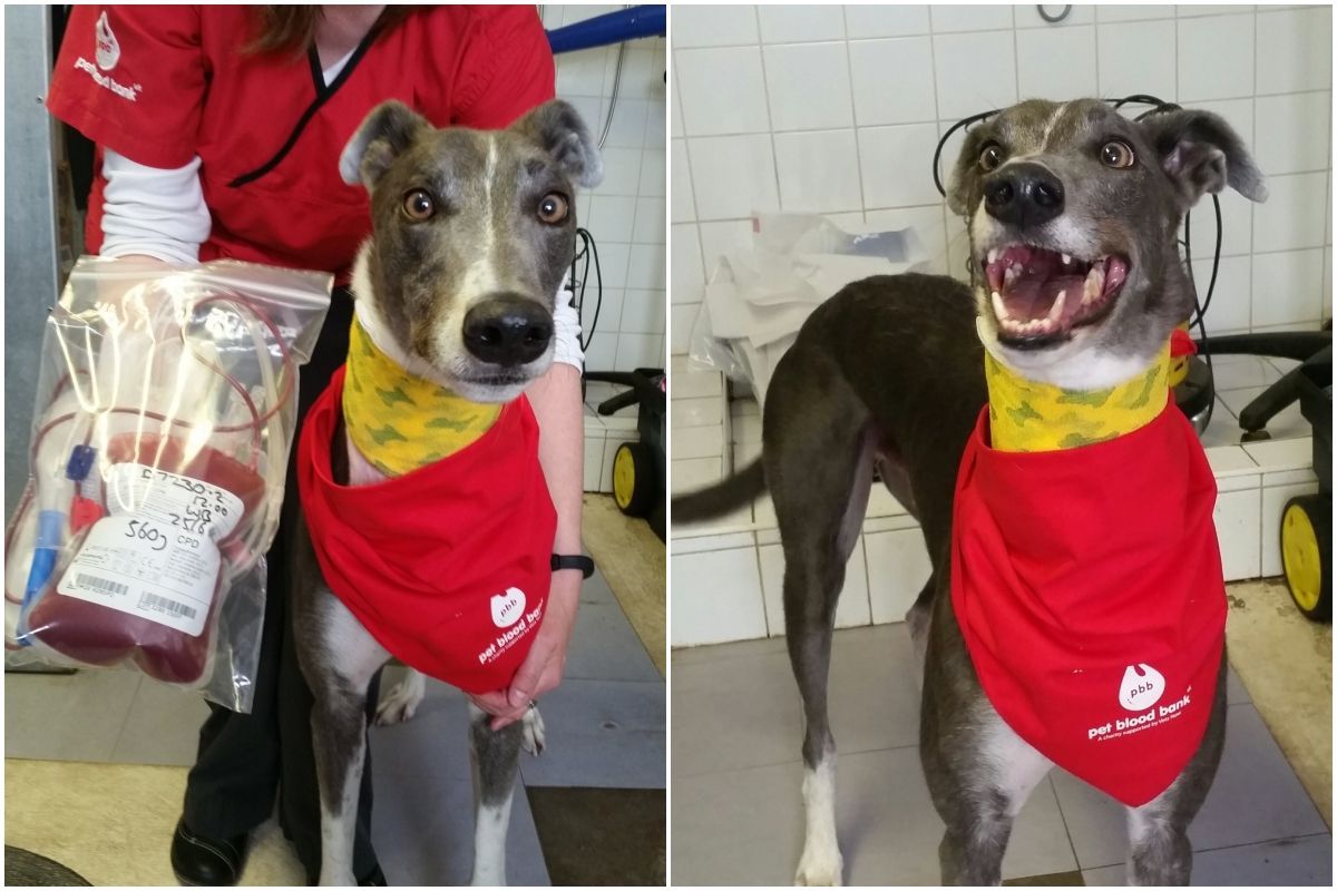 英國狗狗伍迪有長達6年的時間固定捐血，幫助了約88隻狗狗。（翻攝自Wendy Gray推特）