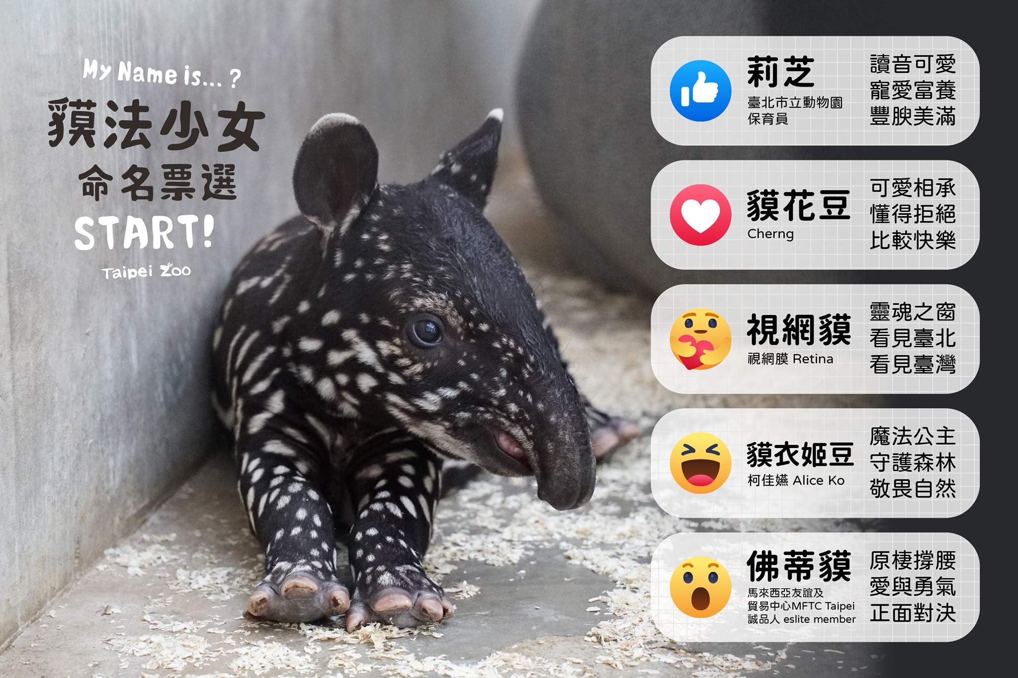 台北市立動物園今選出5個名字參加票選，活動於9月3日深夜11時59分截止。（翻攝台北市立動物園臉書）