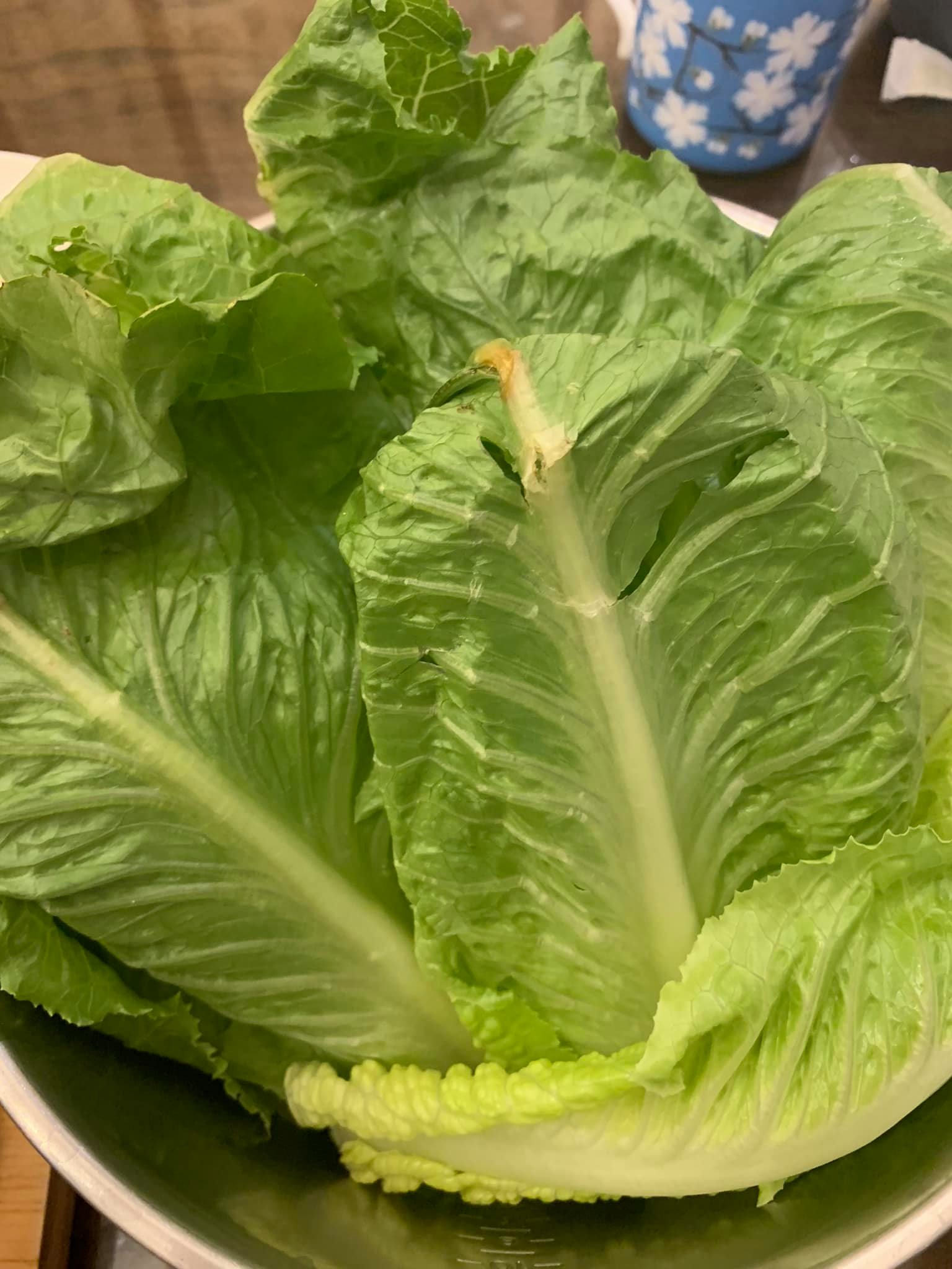 用蘿蔓包著吃。