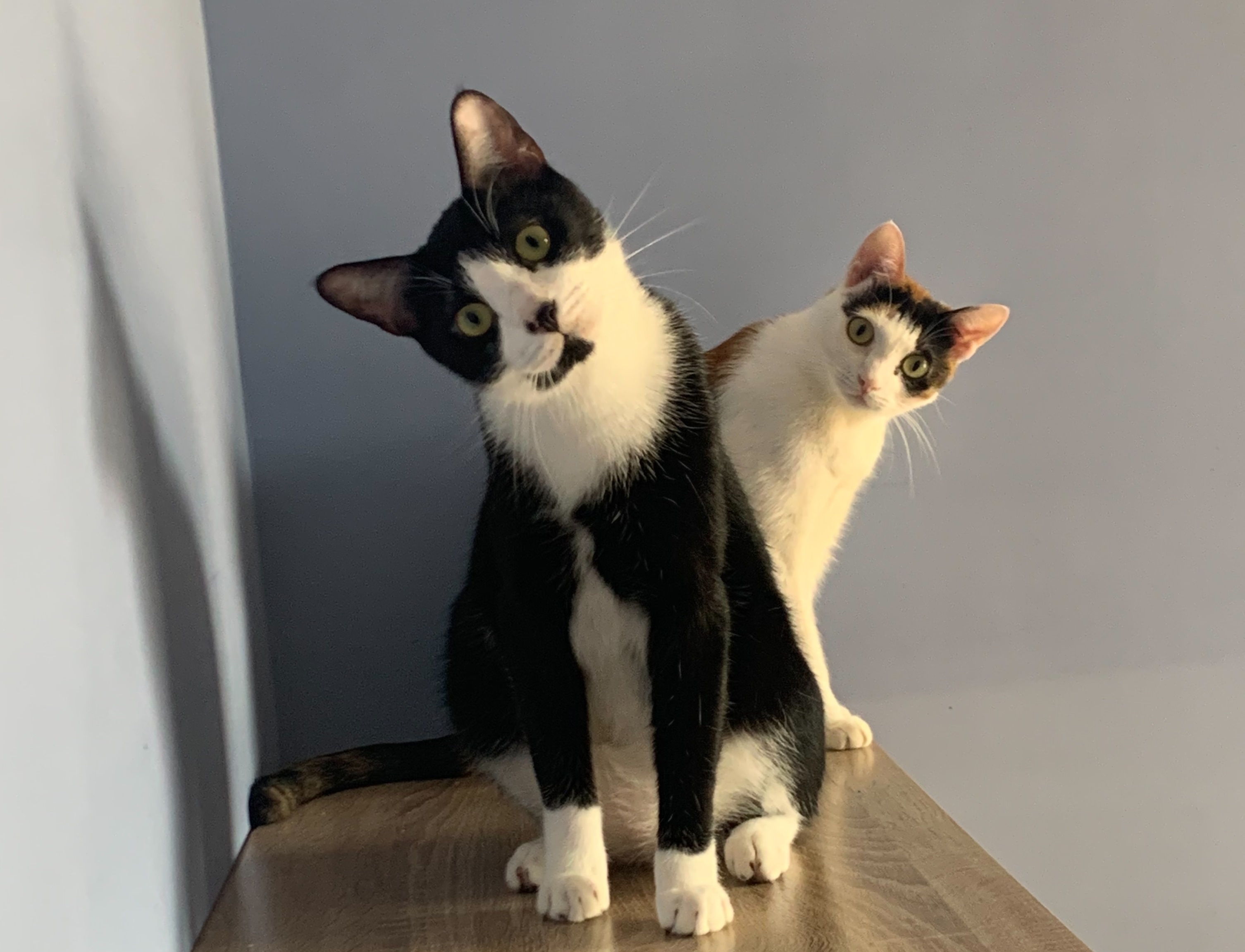 法國俗諺「有其他的貓要鞭打（Avoir d'autres chats à fouetter）」，意思是「還有別的事情要忙」。（示意圖，讀者提供）