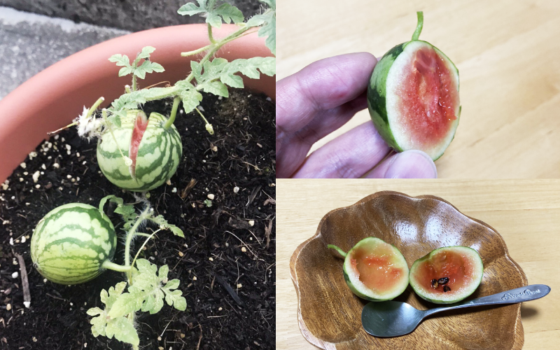 日本一名網友將吃過的西瓜籽種出超可愛的迷你西瓜，好好地享用後也大讚好吃。（翻攝推特@sannoji30）